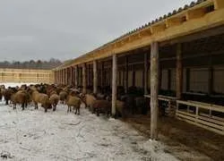 Parranda va chorvachilik fermasi sotiladi — фото 5