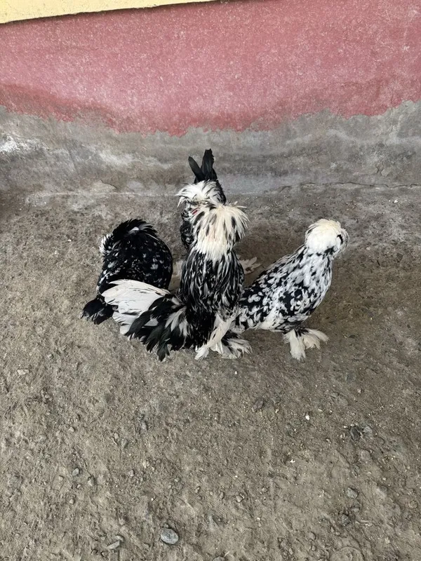 Тухумлари сотилади