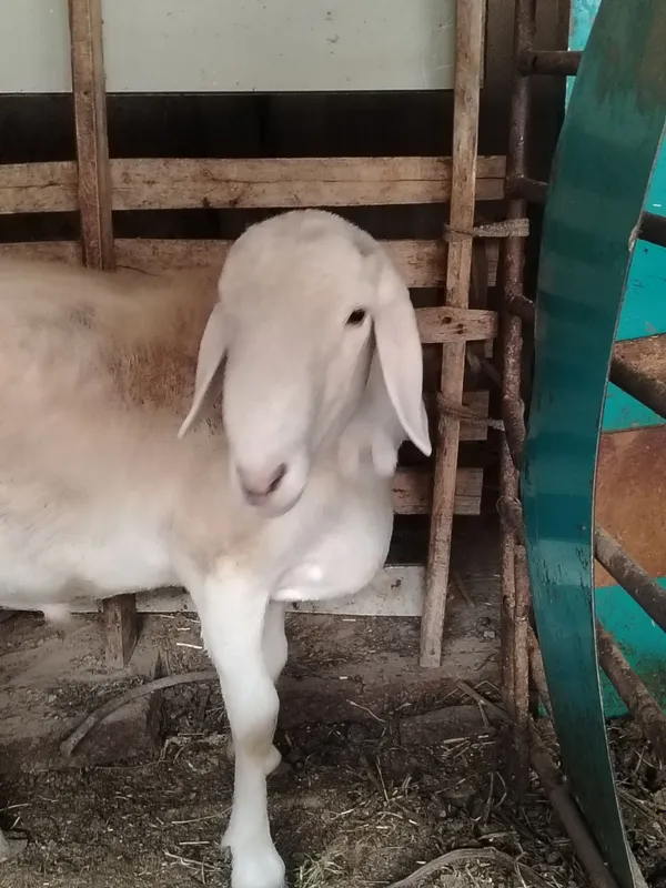 Oq qochqor sotiladi