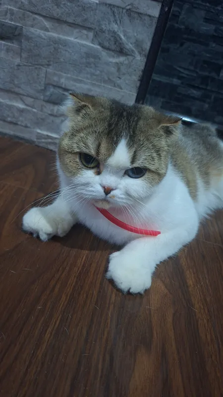 шатланская вислоухая кошка — фото 2