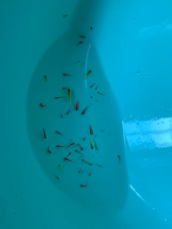 Danio malek baliqlari sotilafi donasi 4.000 sum