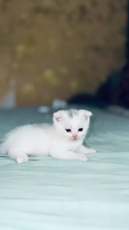 Скочт фолд ва скочт страйт 2 ойли — фото 1