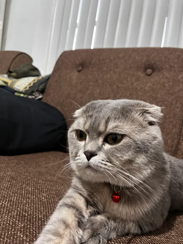 scottish fold