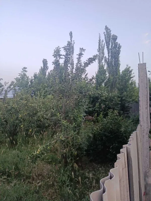 Bo'stonliq tumani, Soyliq qishlog'ida yer sotiladi — фото 1
