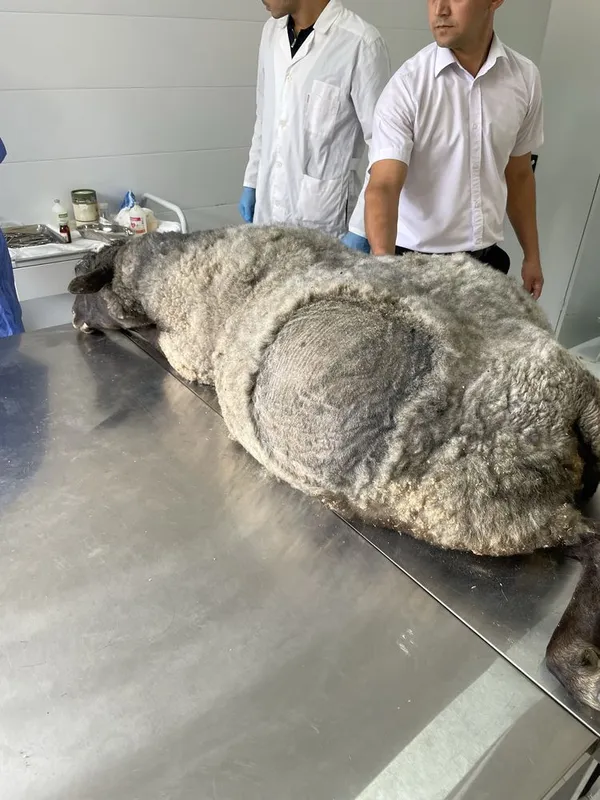 Veterinariya hizmati