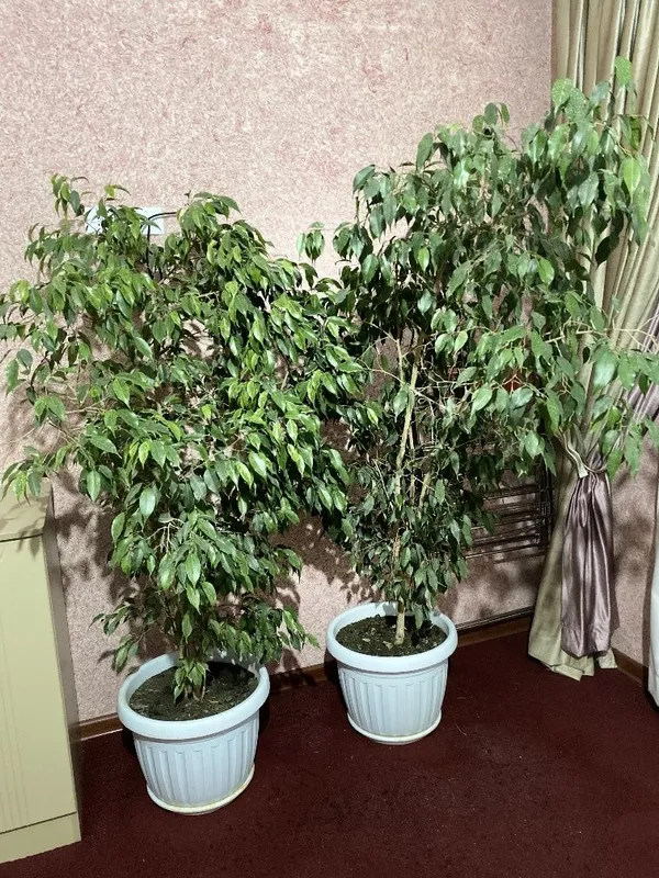 Фикус Бенжамин цвети