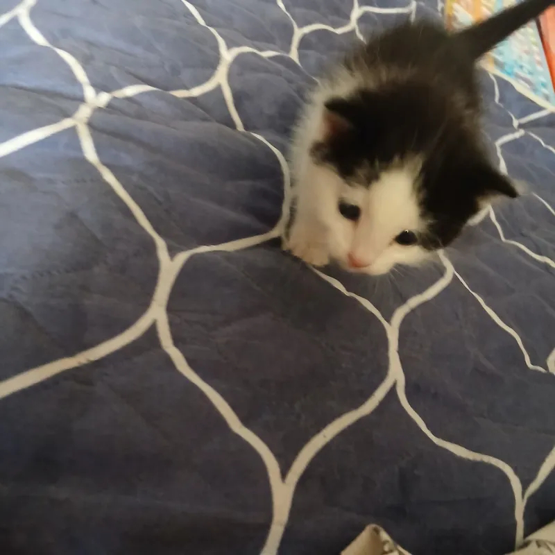 котик отдаётся бесплатно котик отдаётся бесплатно