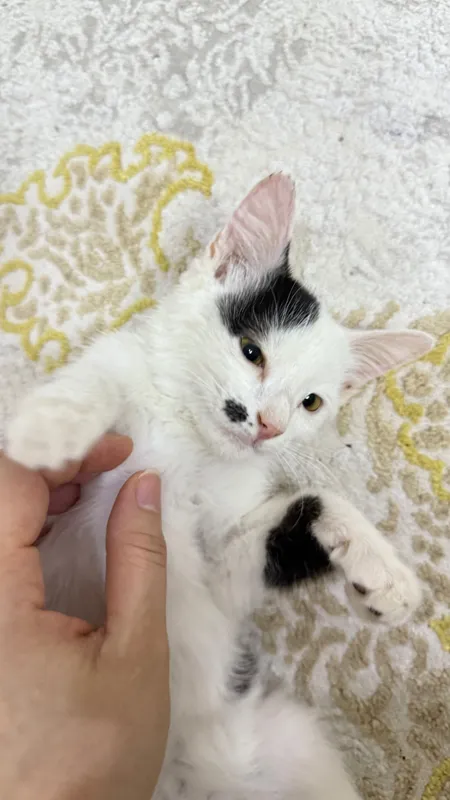 Отдам котенка БЕСПЛАТНО !!! 1 Отдам котенка БЕСПЛАТНО !!! 1