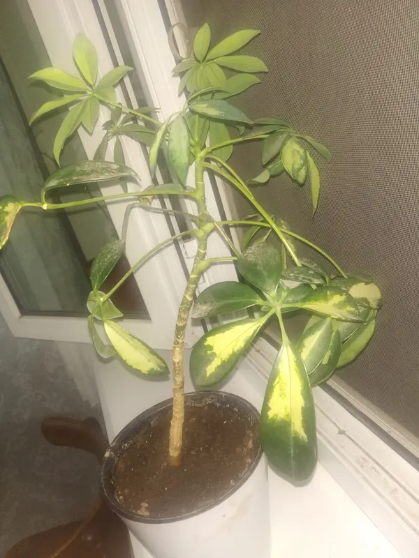 gul variegata
