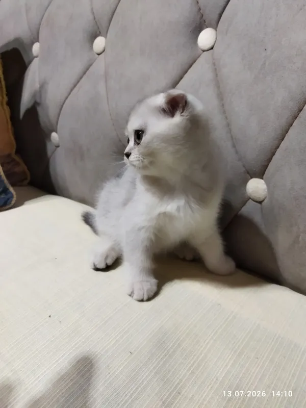 котята серебряная шиншилла 3 котята серебряная шиншилла 3