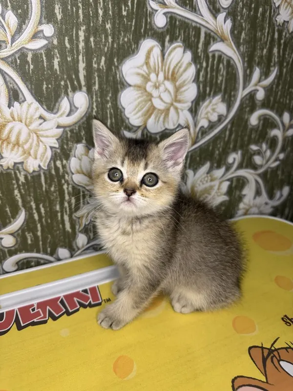 Золотая шиншила