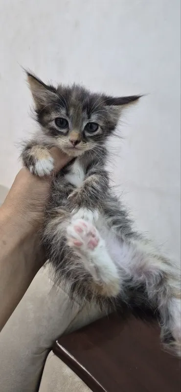 2,5 oylik mushukchalarni yaxshi qo‘llarga beraman 2