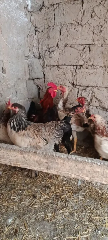 Домашний курица и петух продаётся 5 Домашний курица и петух продаётся 5