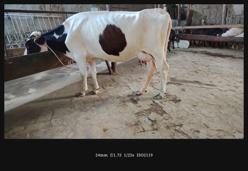 Ona bola singirlar 6