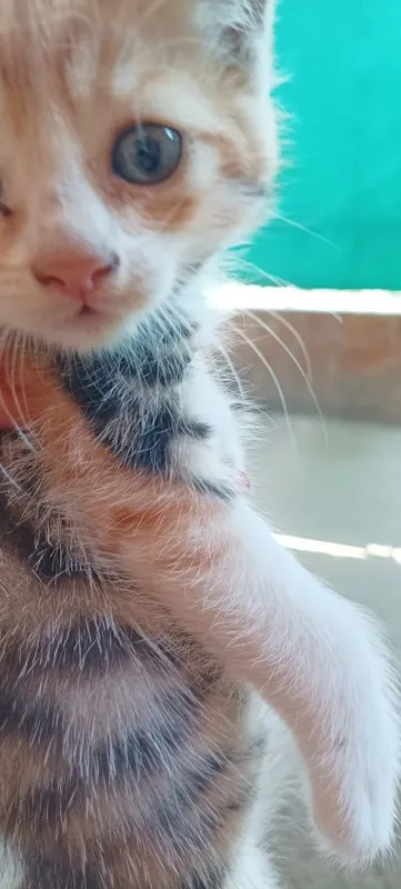 Котята ищут семью 5 Котята ищут семью 5