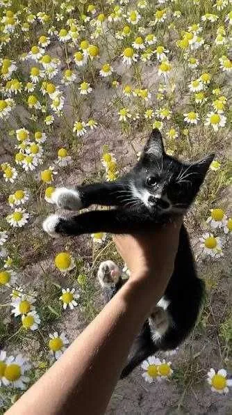 Отдам клочт бесплатно 4
