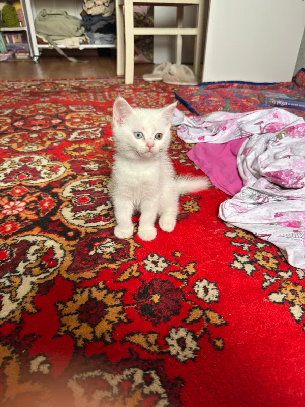Белый котенок 2 Белый котенок 2