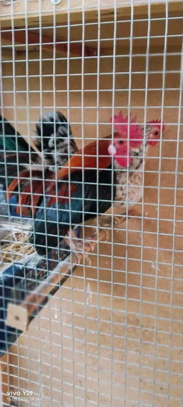 продаются карликовые японские пара — фото 4