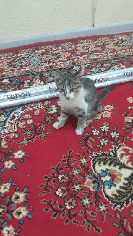 Отдаём котят в хорошие руки 2
