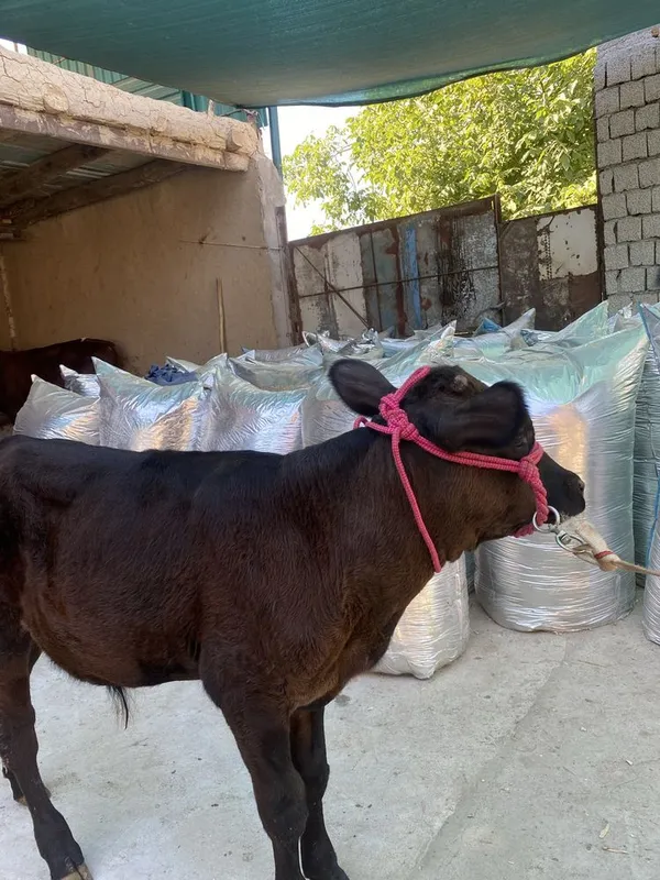 Buzoqcha sotiladi. 4 Buzoqcha sotiladi. 4