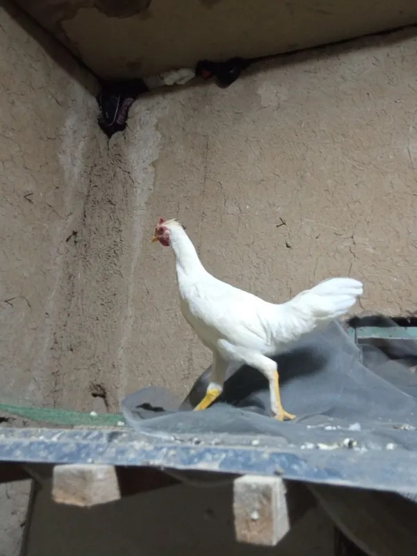 Joʻja xoroz sotiladi 7