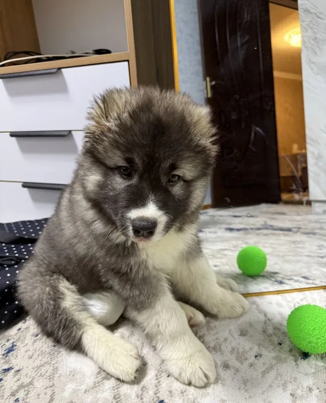 Kavkaz ovcharkasini sotaman (urg‘ochi) 3 Kavkaz ovcharkasini sotaman (urg‘ochi) 3