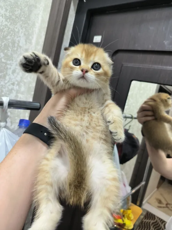 Прекрасные милые котята от правильной вязки — фото 3