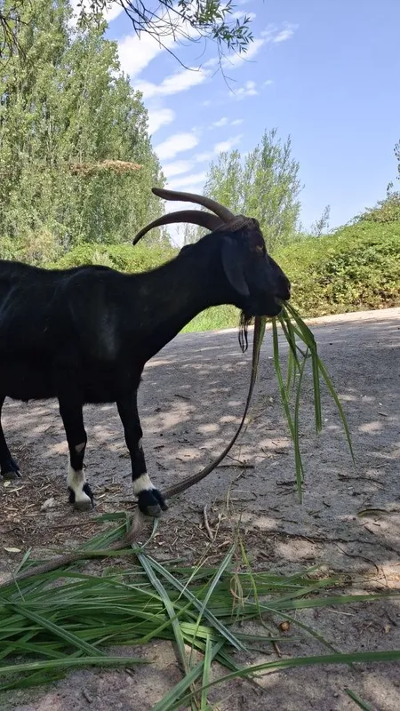 Ona bola echki sotiladi 1 Ona bola echki sotiladi 1
