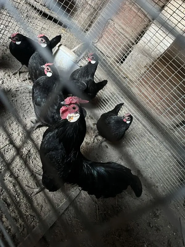 Toza zotli bentam 2 ta tovuqchasi qoldi tuxumda — фото 2