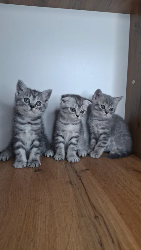 Котята 4 Котята 4