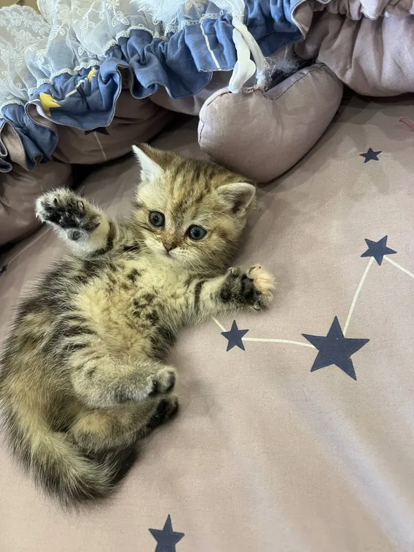 котята Shotland Skottish Strayt 10