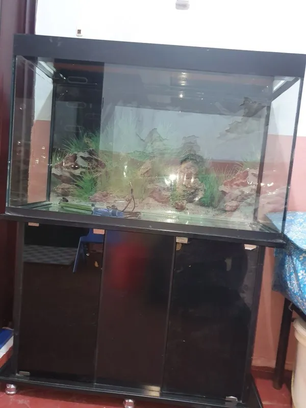 Akvarium sotiladi. Algoritm 31 kvartalda. 2 Akvarium sotiladi. Algoritm 31 kvartalda. 2