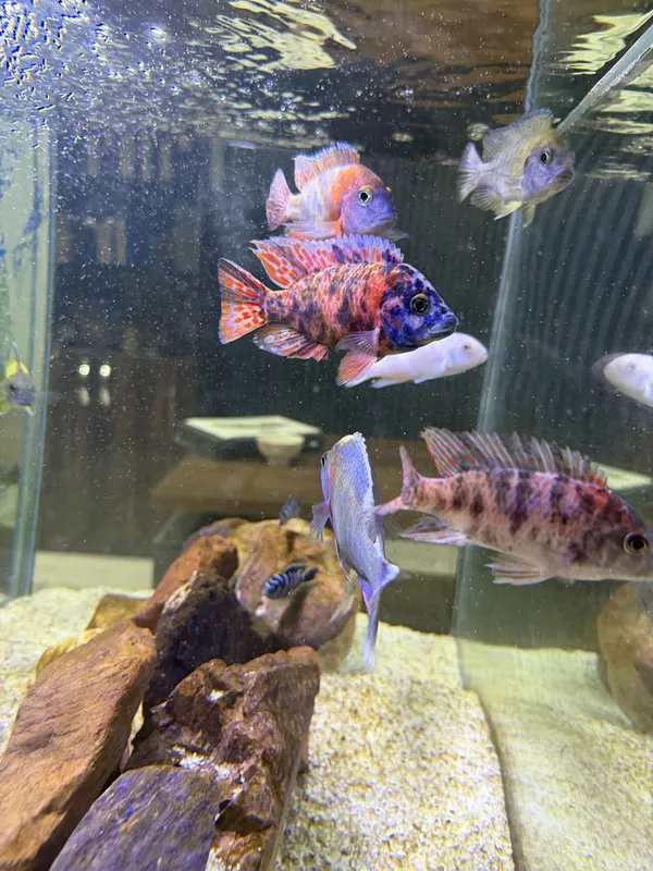 Akvarium sotiladi! Baliqlari bilan 2 Akvarium sotiladi! Baliqlari bilan 2