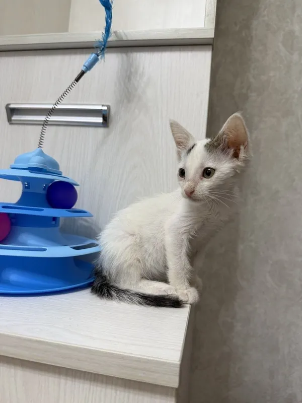 Пристратвается котенок в добрые руки 3 Пристратвается котенок в добрые руки 3