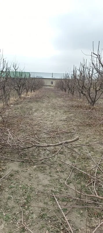 Утин сотилади Олма шохлари — фото 2