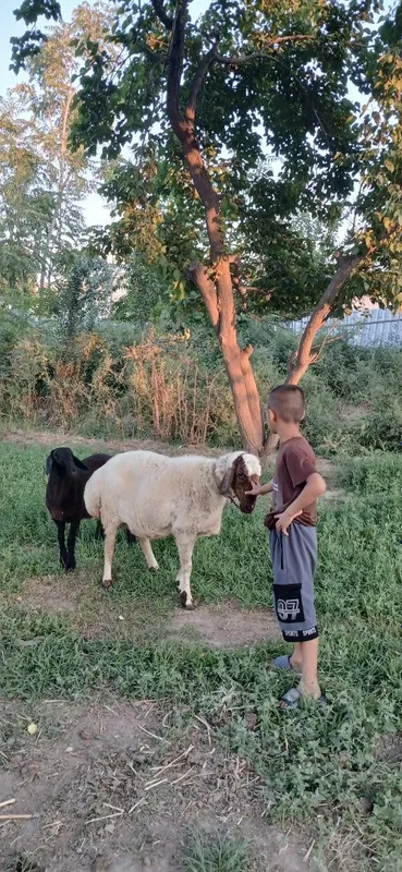Кара кулок куй сотилади 1 Кара кулок куй сотилади 1