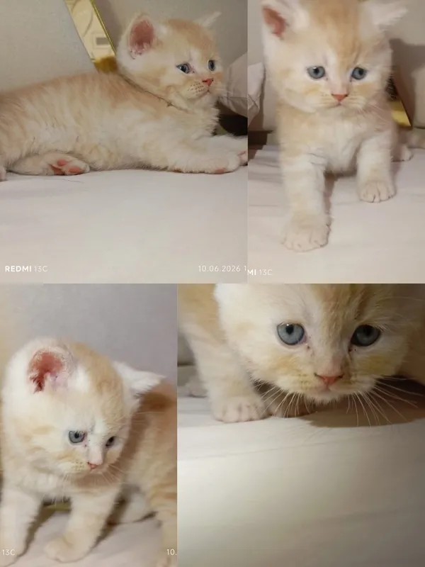 Котята британцы. Уступка есть договоримся Катятам почти 2 месяца кушаю