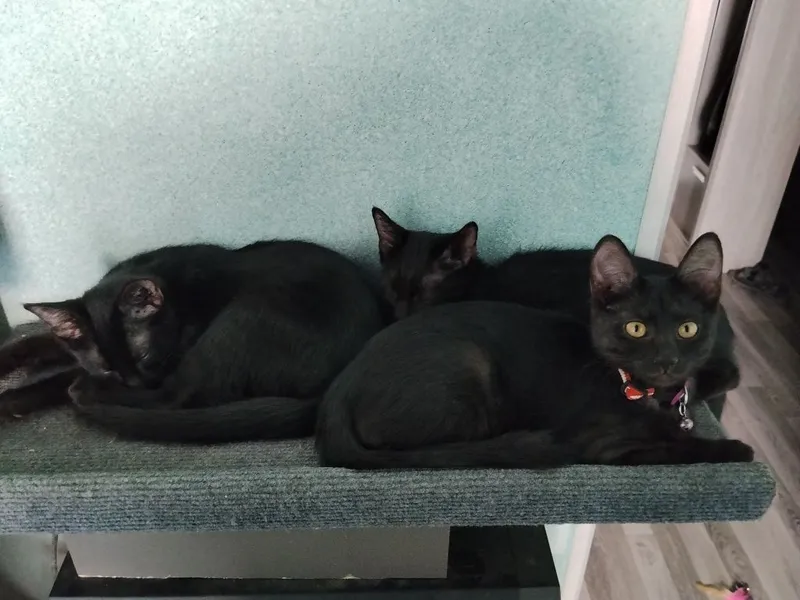 Котята метисы Мейн Кун