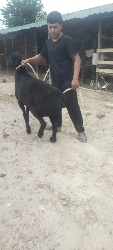 Exson, aqiqa to‘y marosimlari uchun qo‘chqorlar — фото 2
