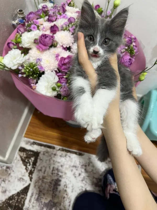 Отдается даром Котенок 2 месяца. Только в хорошую семью! 2 Отдается даром Котенок 2 месяца. Только в хорошую семью! 2