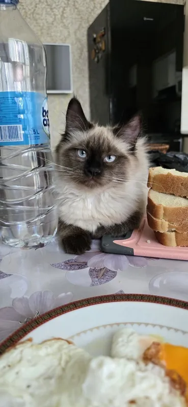 Сиамская кошка, 1 год, не стерилизована