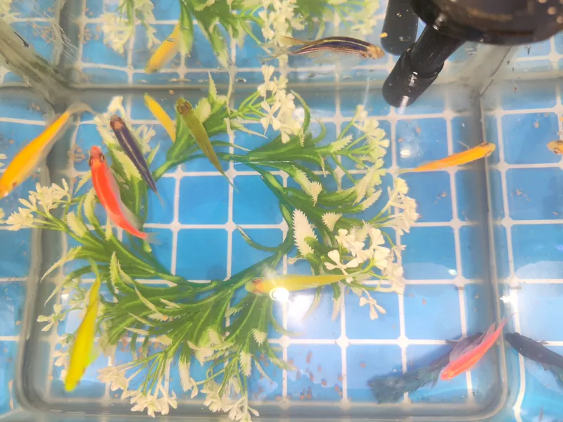 Akvarium va baliqlar 5