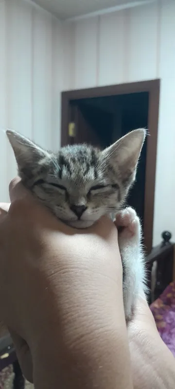 kichkina mushukcha 4 kichkina mushukcha 4