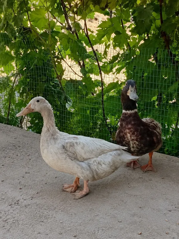 O'rdaklar sotiladi