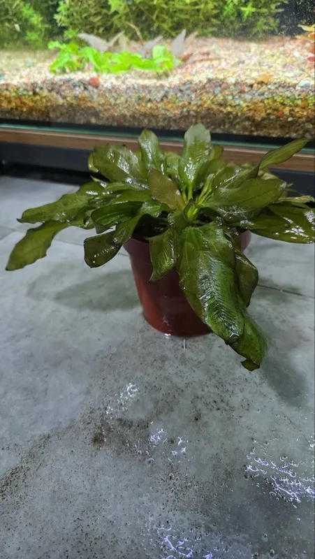 Exinadorus akvarium suv oʻti — фото 1