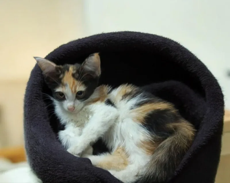 кошка 2 кошка 2
