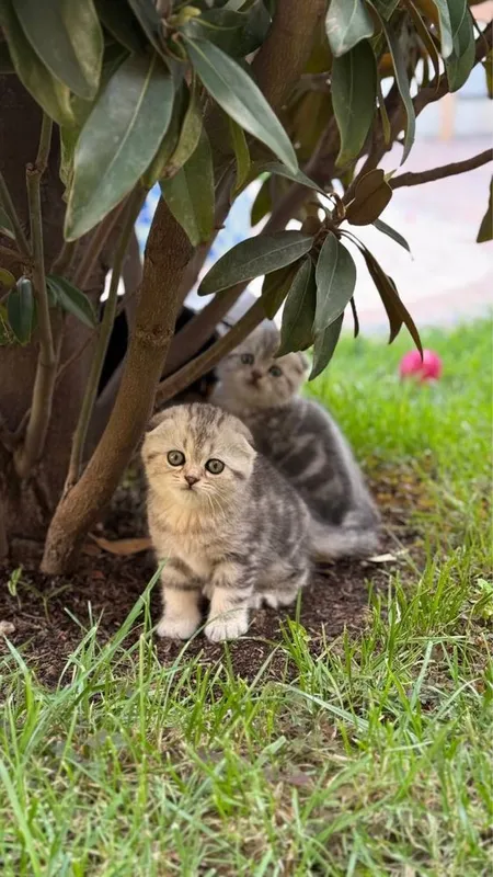Skotish fold mushukchalari скотиш фолд шиншила — фото 1