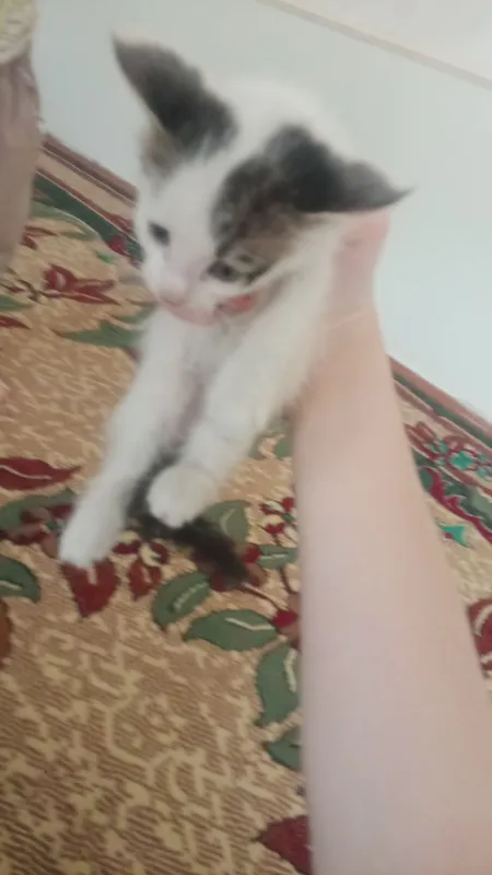 mushik... кошка — фото 1 mushik... кошка — фото 1