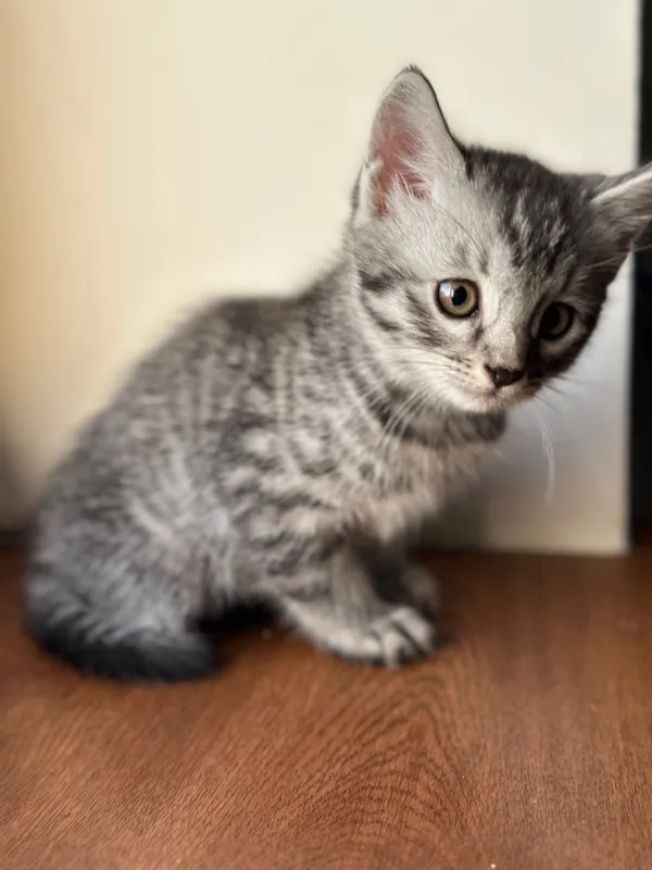 котенки скотиш страйт — фото 2