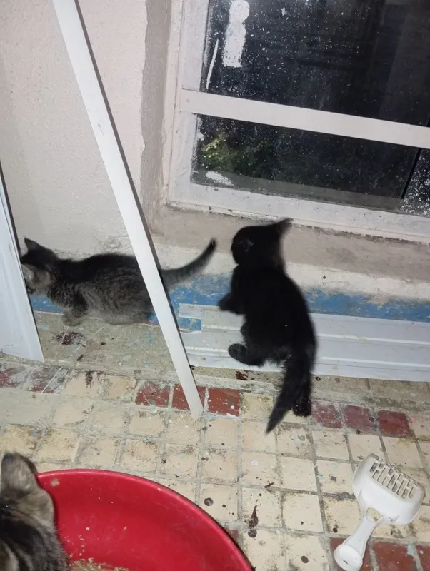 Милые Котята кошки Мамы